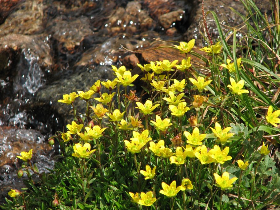 Камнеломка болотная saxifraga hirculus