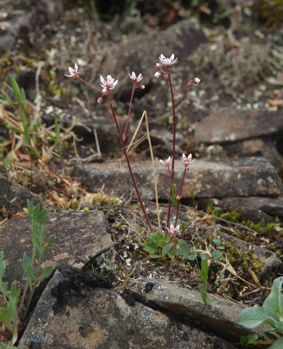 Камнеломка моховидная