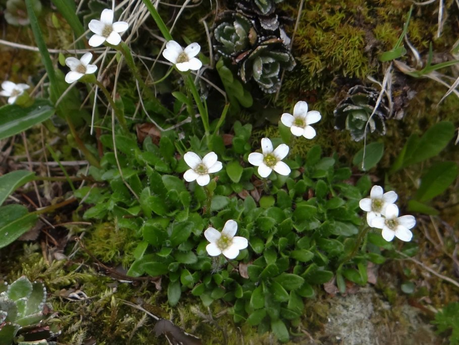 Saxifraga vince