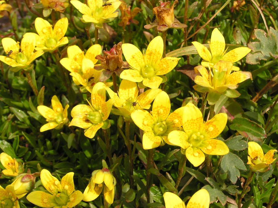 Камнеломка желтая