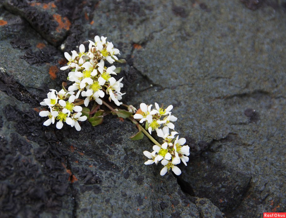 Alyssum turkestanicum