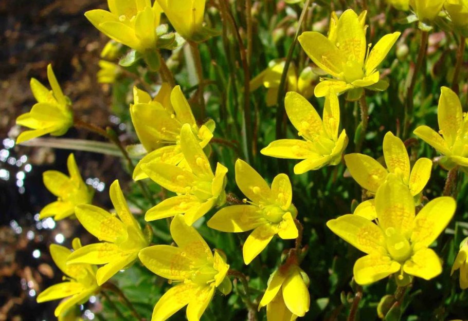 Камнеломка желтая