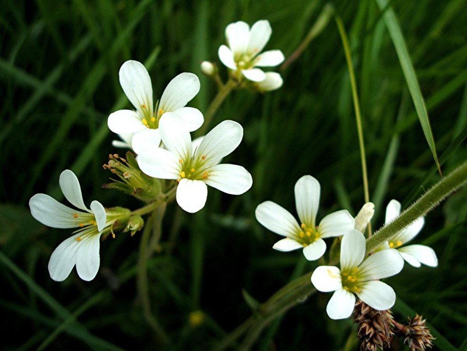 Saxifraga granulata