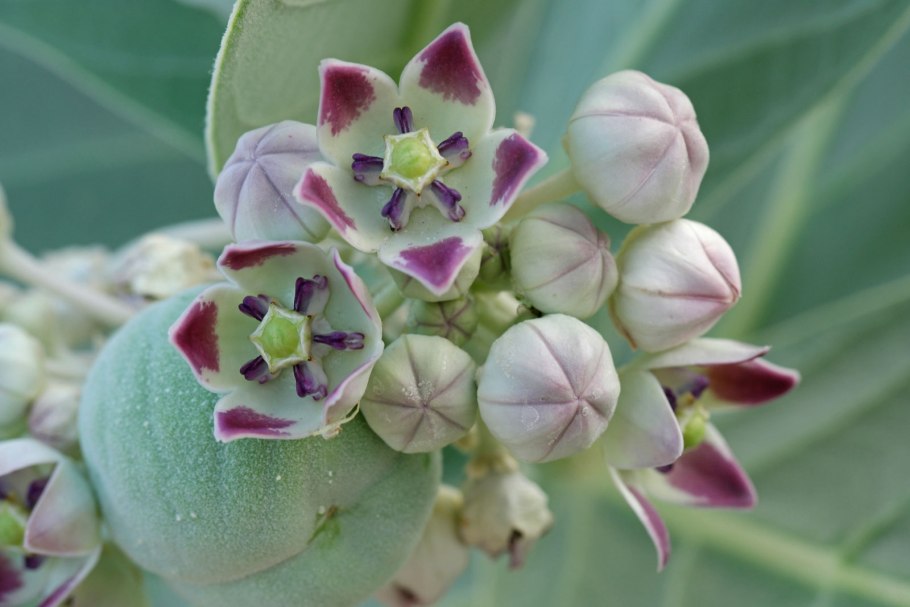 Calotropis procera