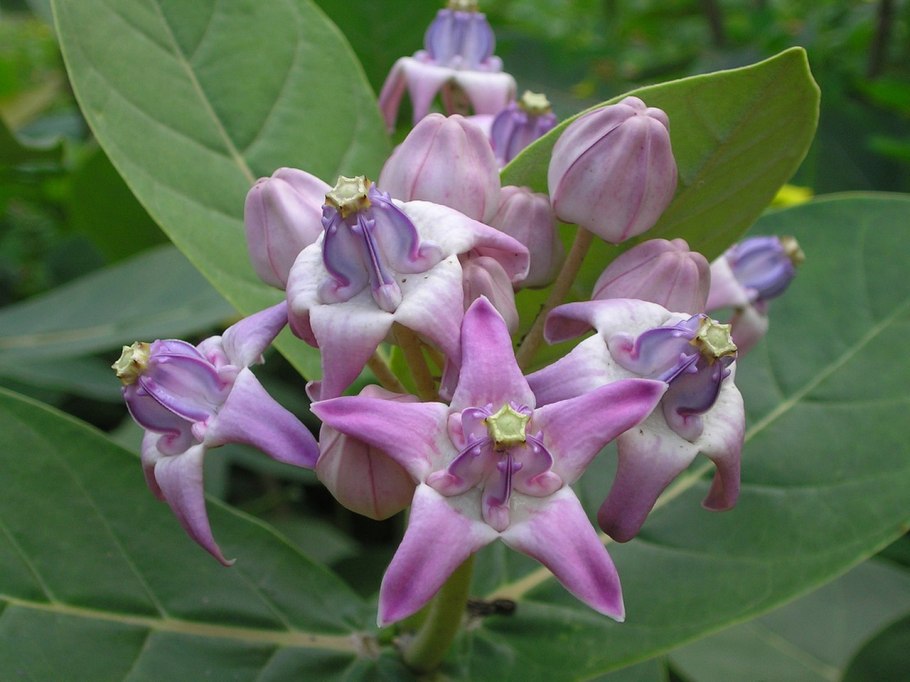 Calotropis procera