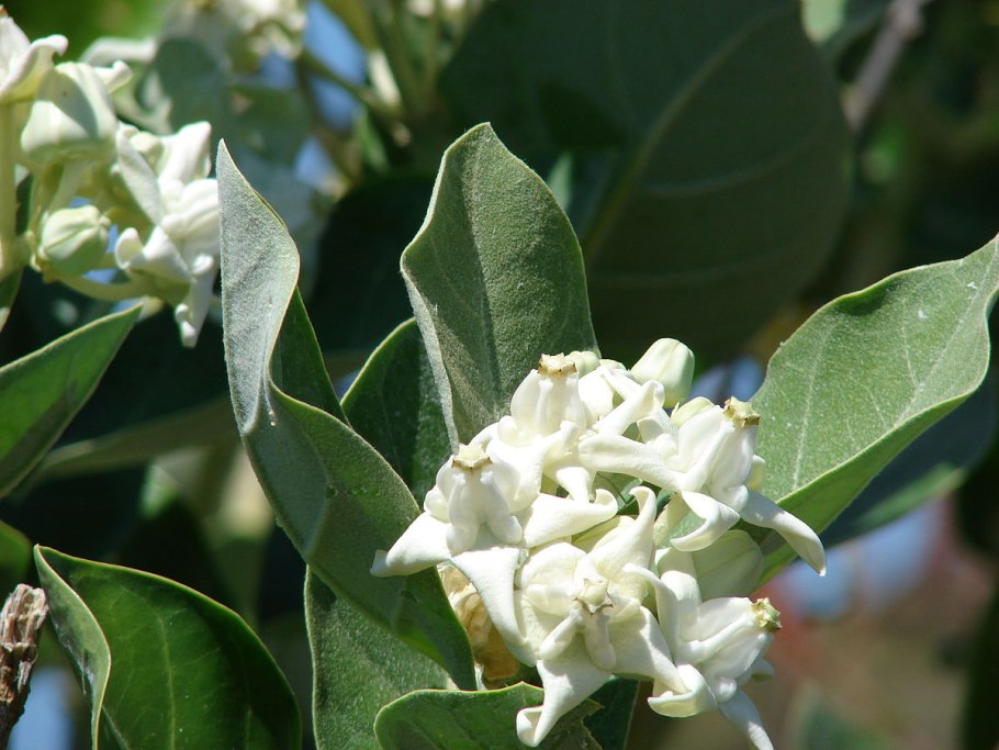 Calotropis gigantea растение