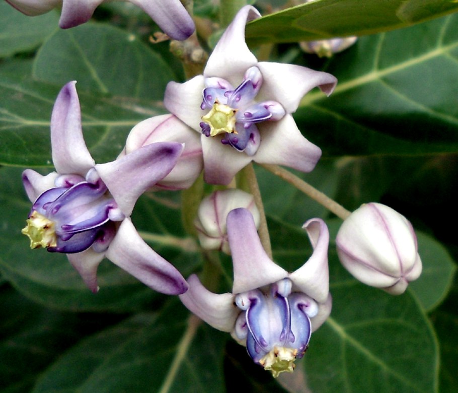 Calotropis gigantea