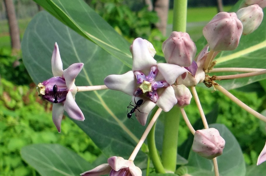 Calotropis gigantea White