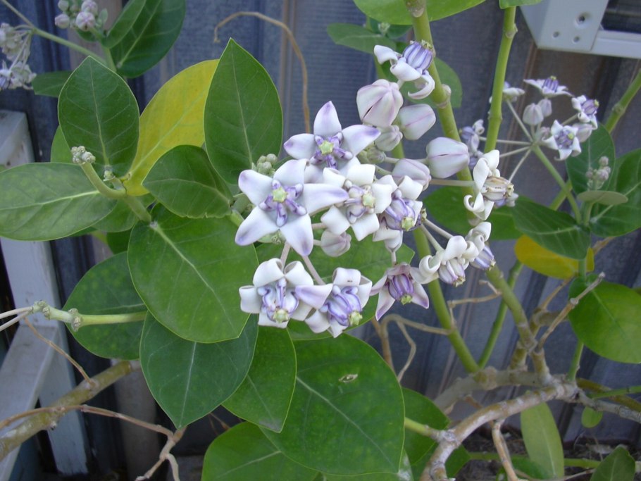 Calotropis gigantean