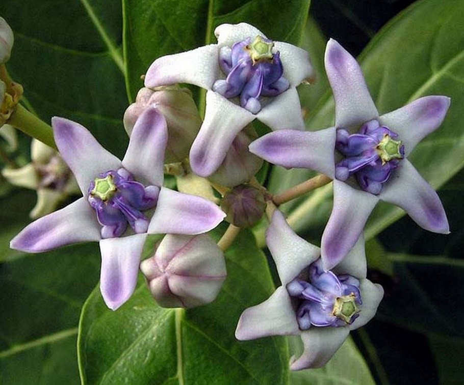 Calotropis procera