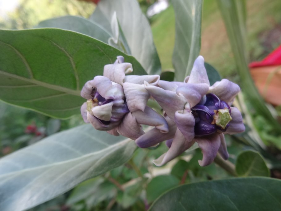 Калотропис гигантский в горшке