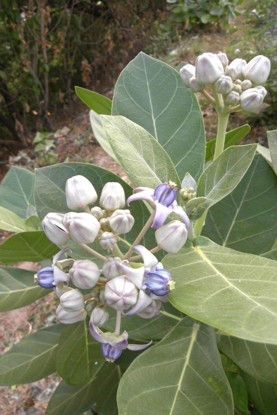 Калотропис высокий