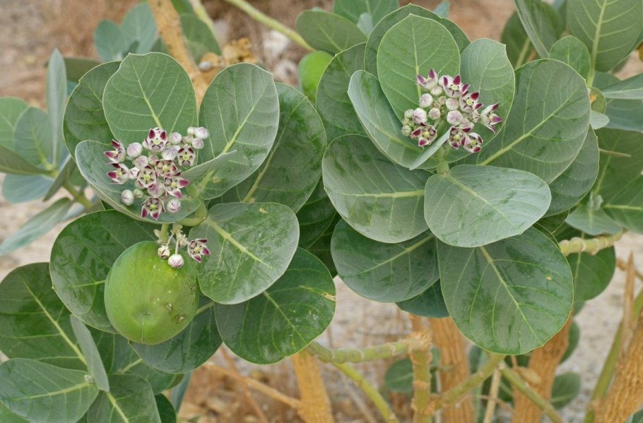 Calotropis gigantea (Madar)