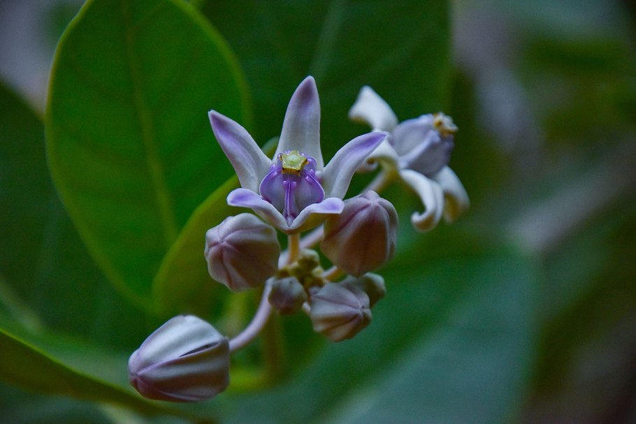 Calotropis gigantea White