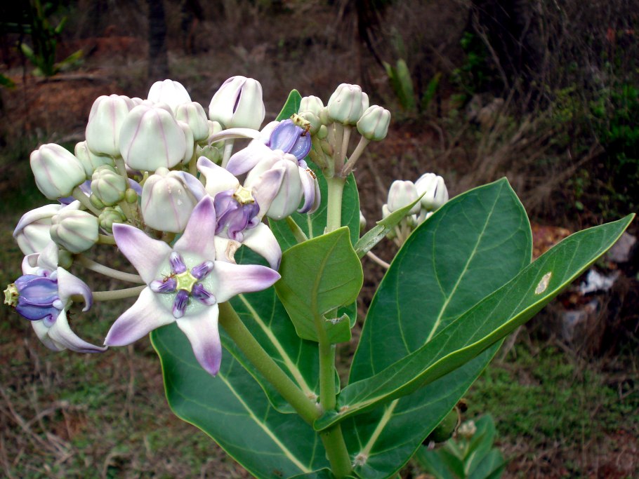Calotropis gigantean