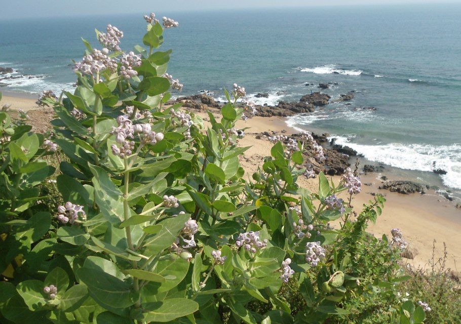 Калотропис в комнатных условиях фото