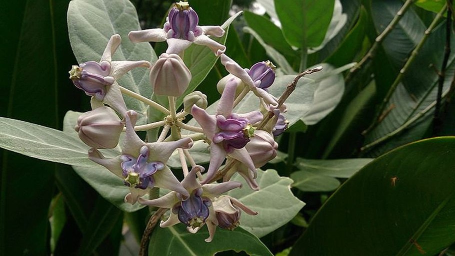 Калотропис цветок