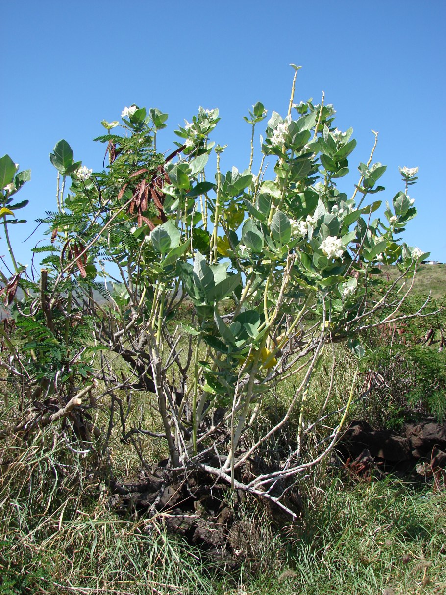 Magnolia macrophylla