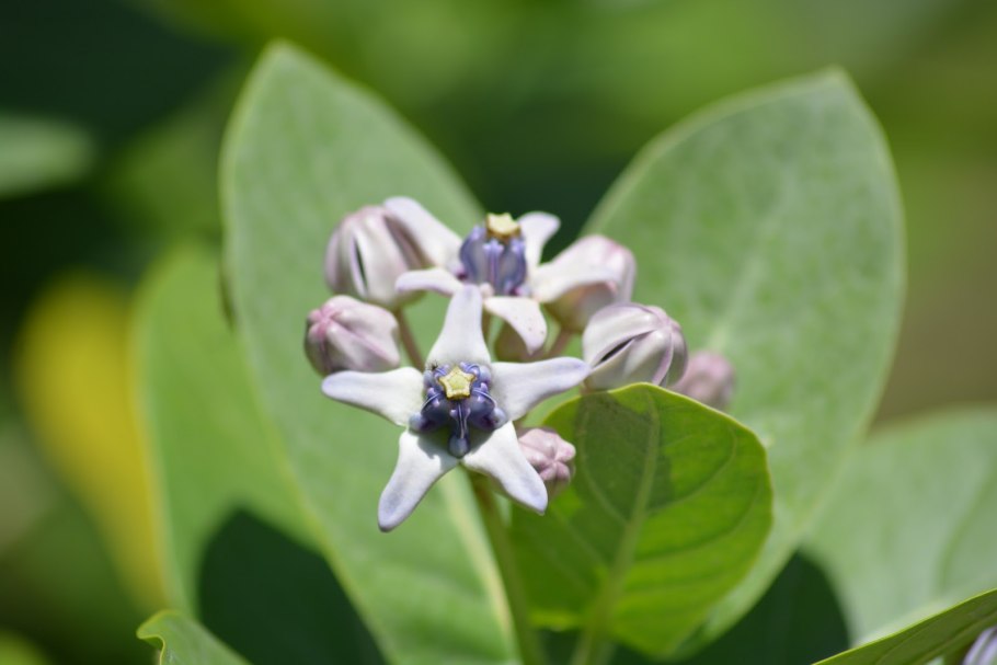 Калотропис высокий