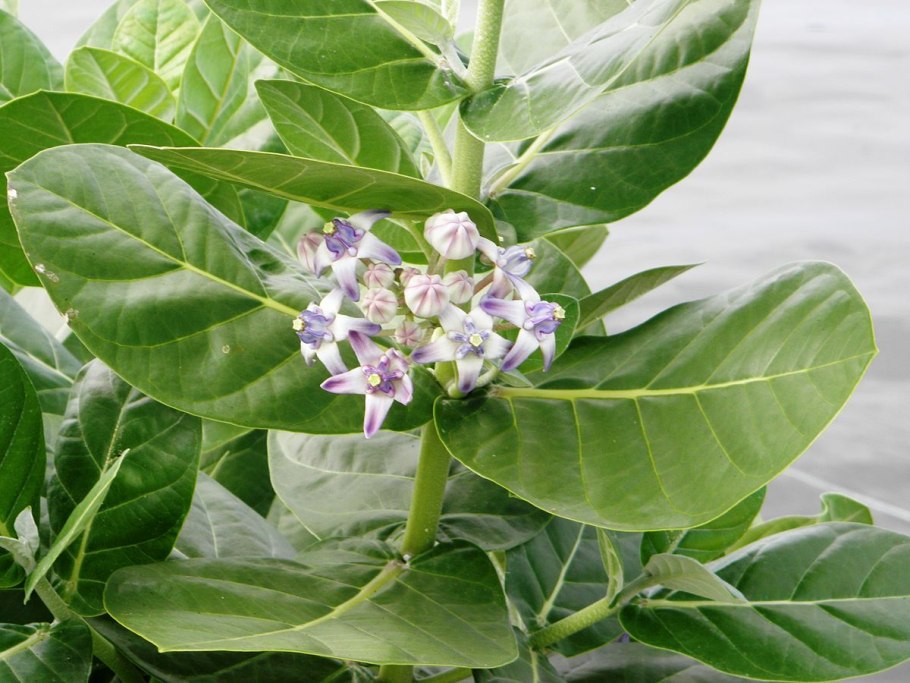 Calotropis gigantean