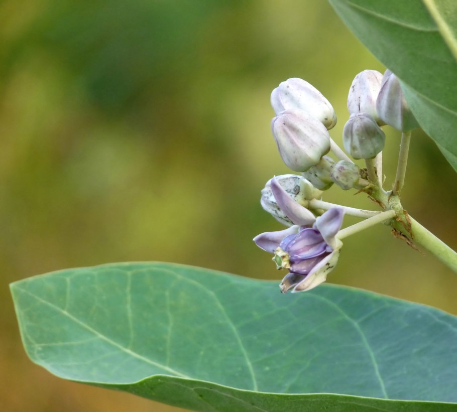 Gigantea Калотропис