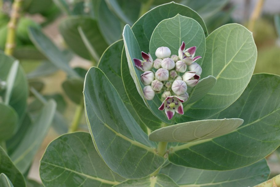 Калотропис в горшке