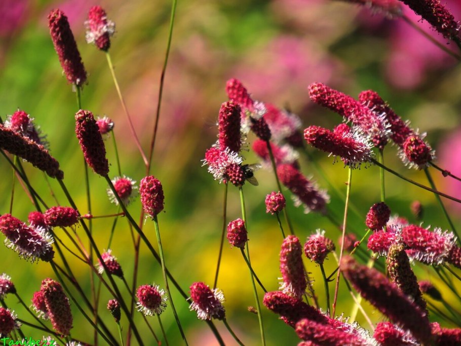 Кровохлебка officinalis ’tanna’