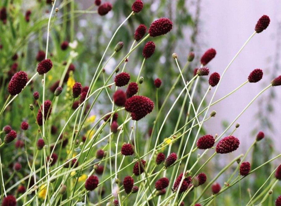 Кровохлебка лекарственная