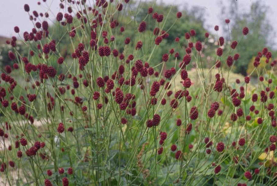 Кровохлебка лекарственная (Sanguisorba officinalis &#96;Tanna&#96;)