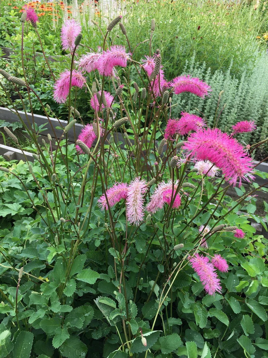 Кровохлебка тупая (sanguisorba obtusa)