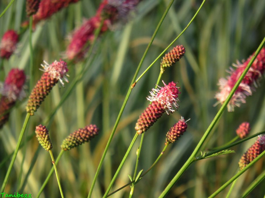 Кровохлебка пинк танна