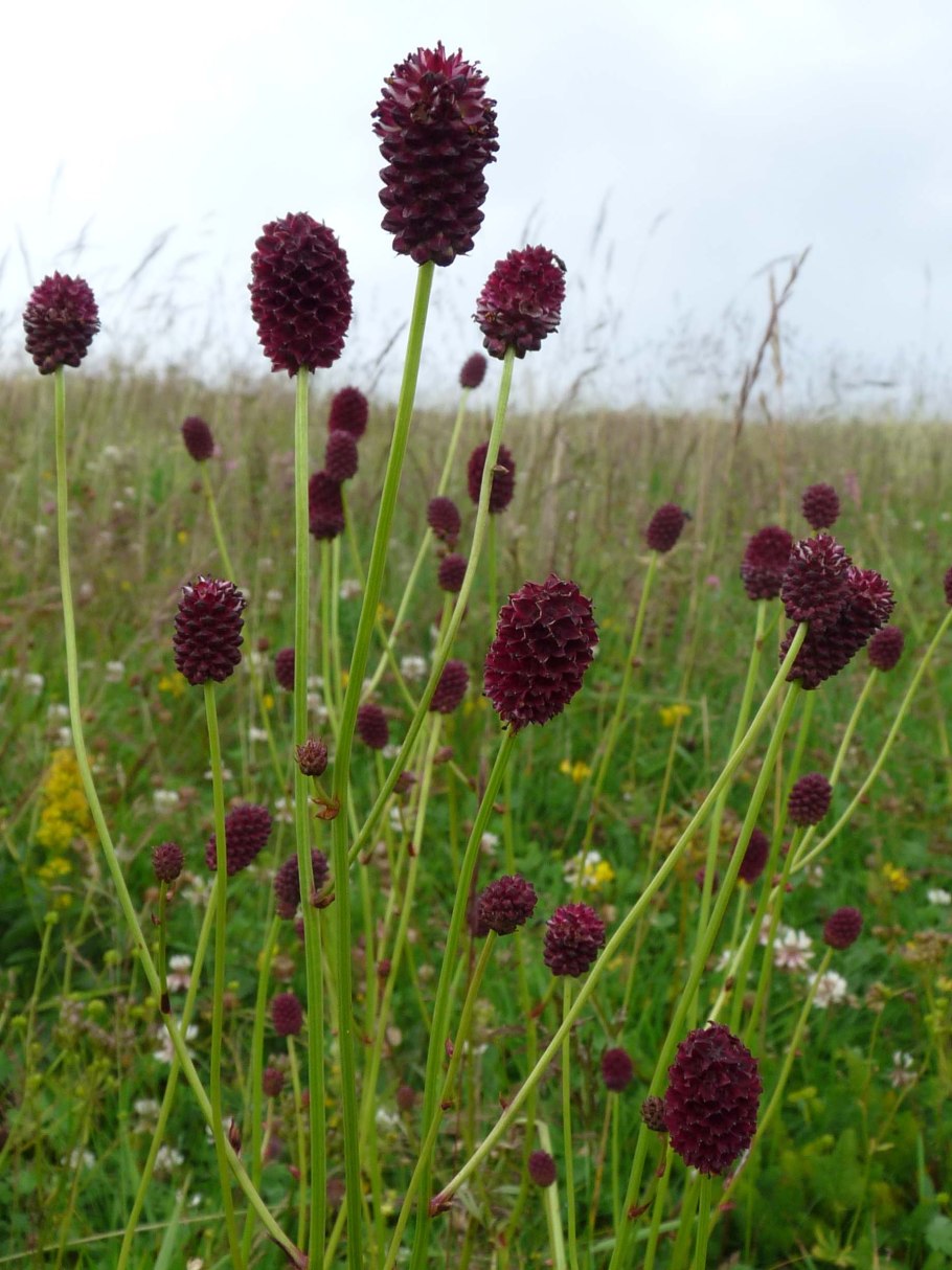 Кровохлебка лекарственная (Sanguisorba officinalis &#96;Tanna&#96;)