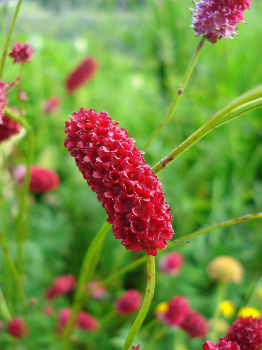 Кровохлебка red thunder