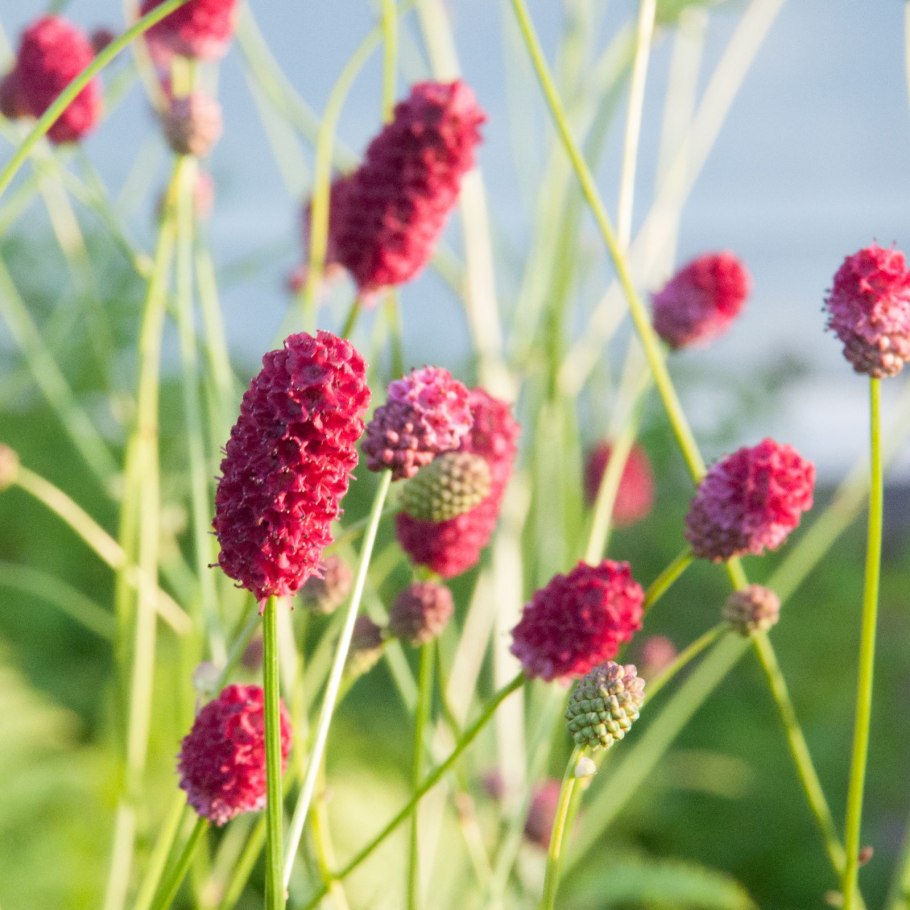 Кровохлебка лекарственная (Sanguisorba officinalis)