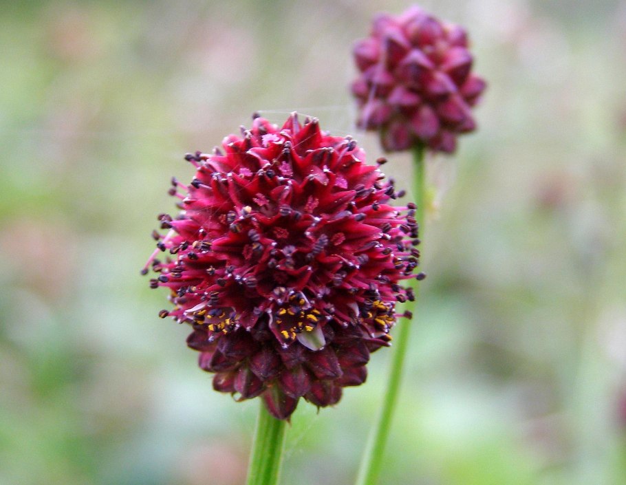 Кровохлебка соцветие