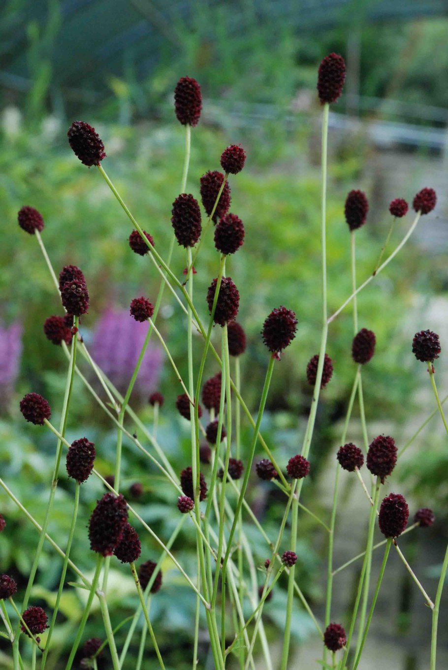 Кровохлебка chocolate tip