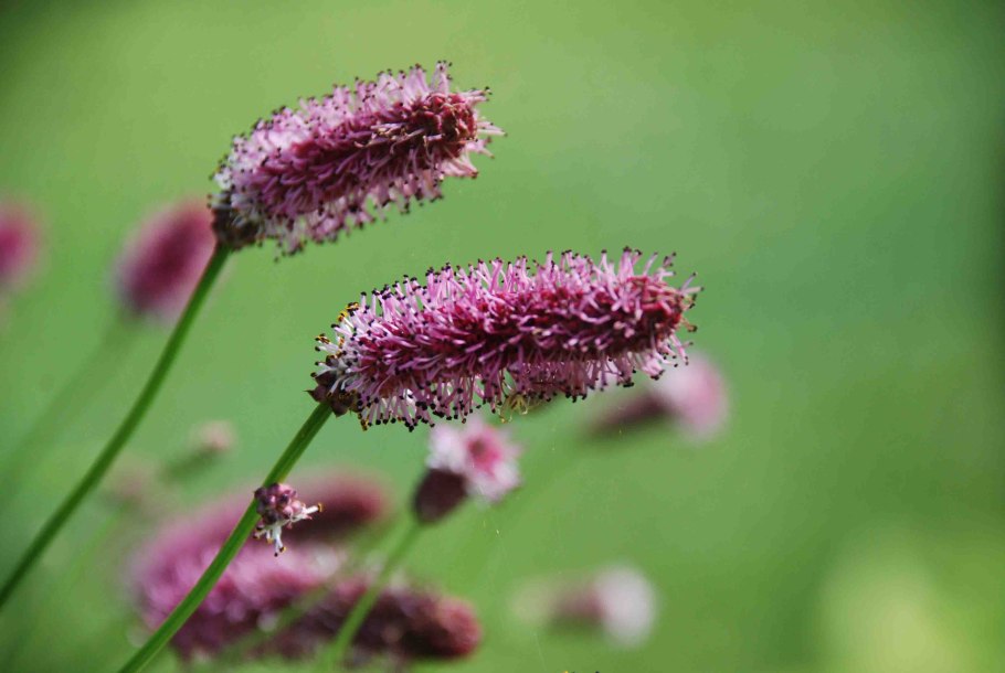 Кровохлебка розовая