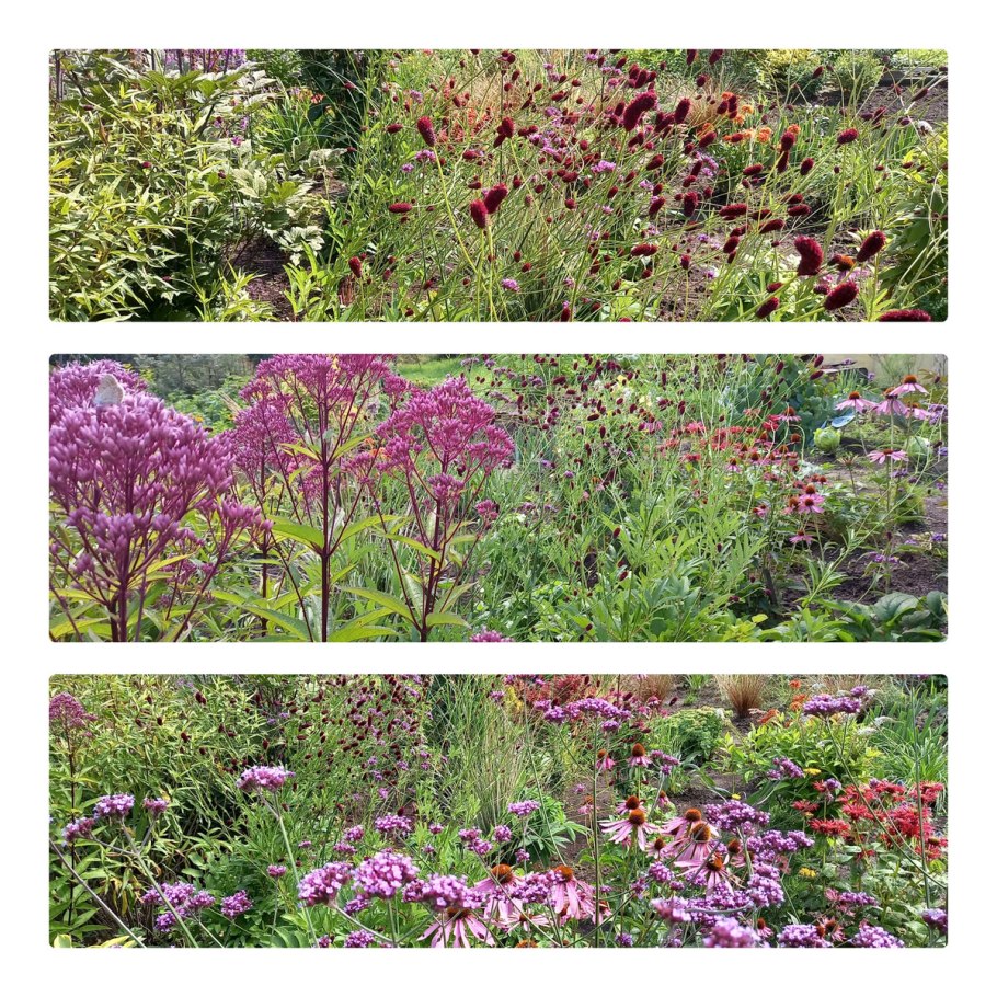 Посконник пятнистый atropurpureum