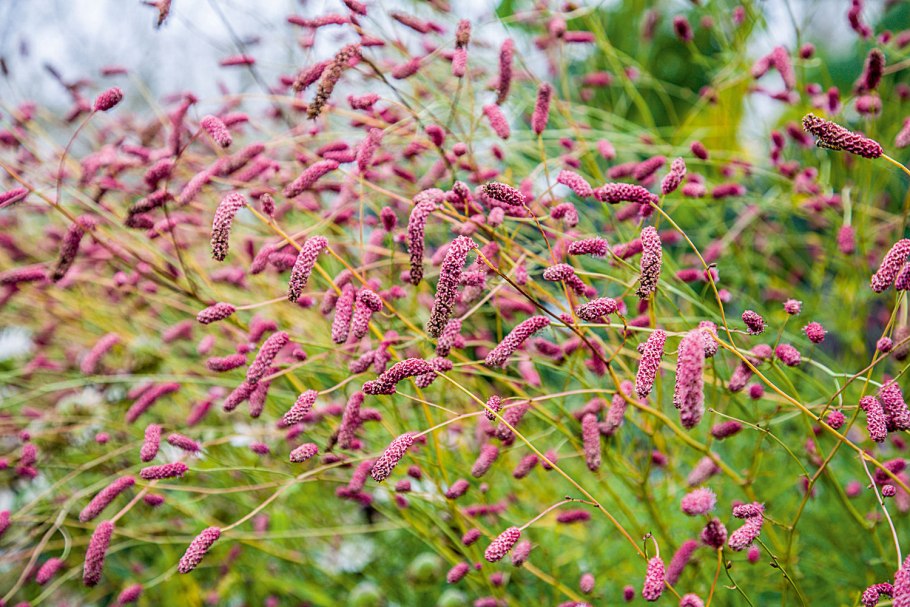 Officinalis ’Tanna’кровохлебка