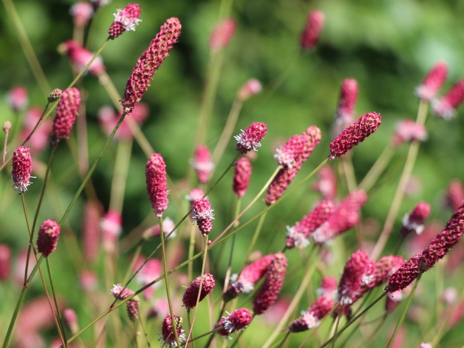 Кровохлебка лекарственная (Sanguisorba officinalis)