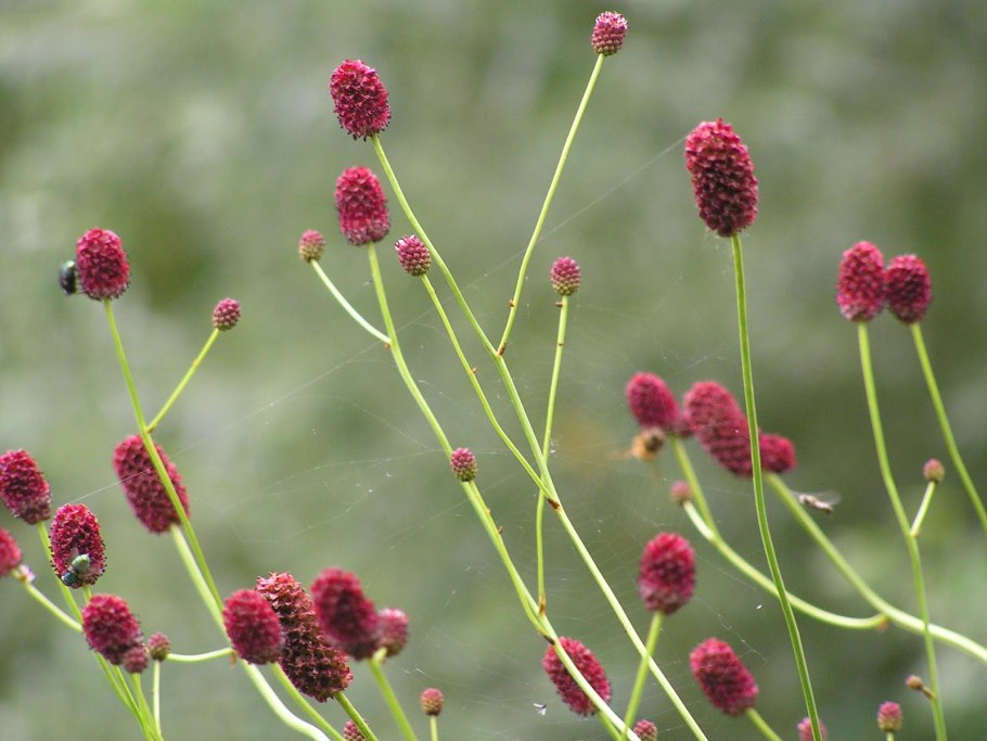 Цветок кровохлебка