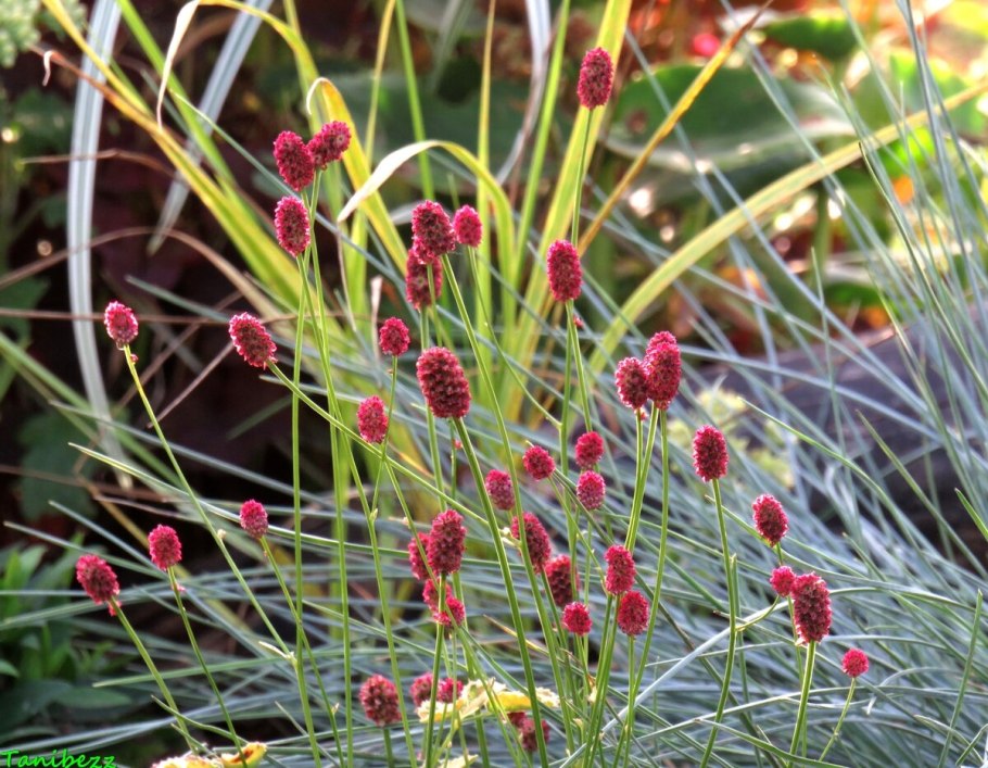 Кровохлебка officinalis