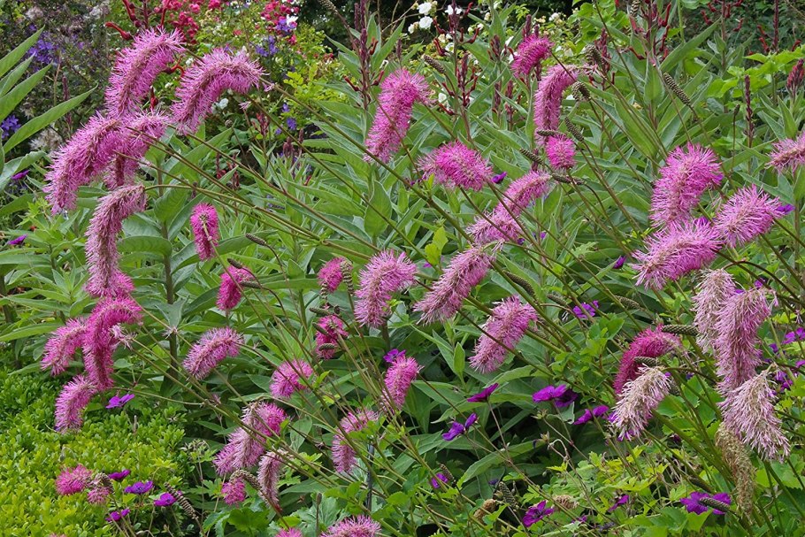 Кровохлебка тонколистная Альба