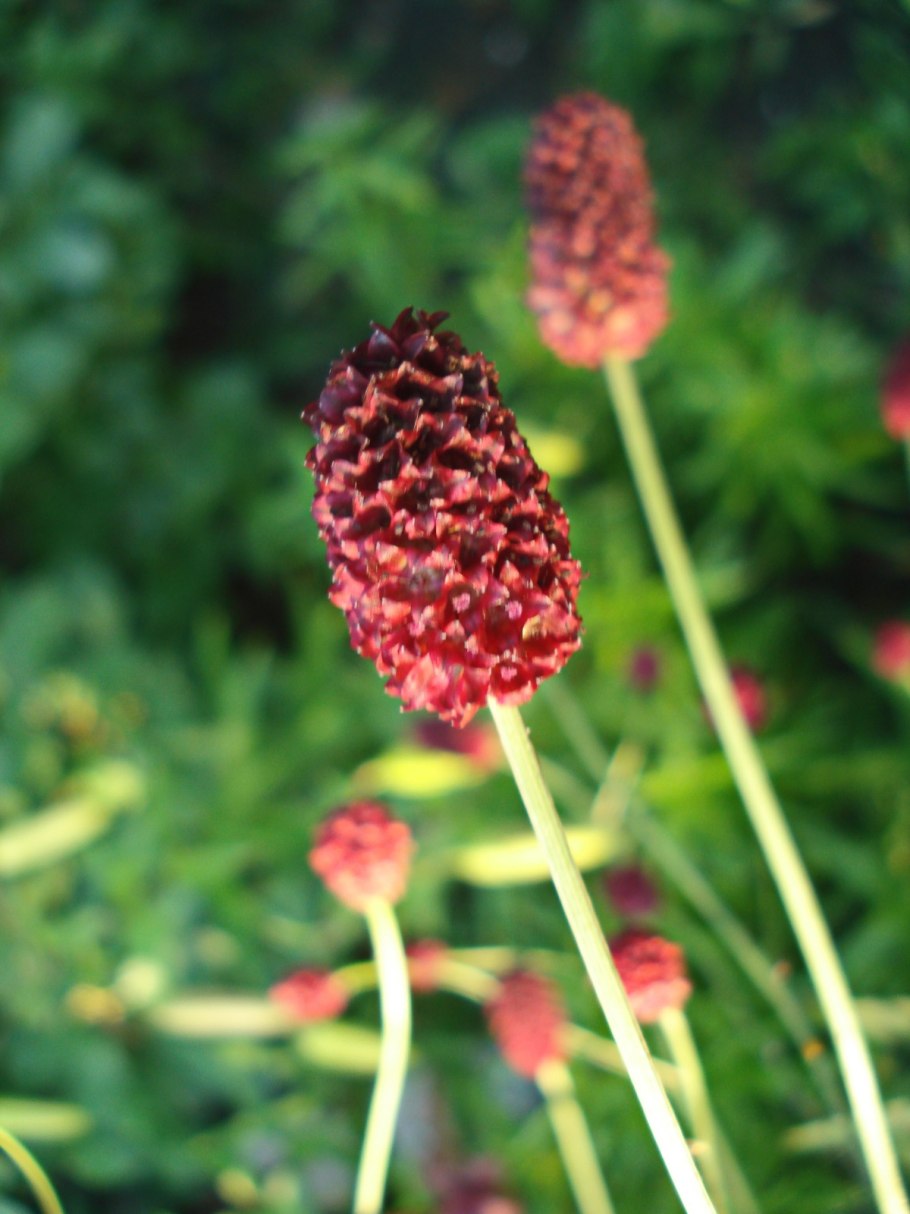 Кровохлебка лекарственная танна