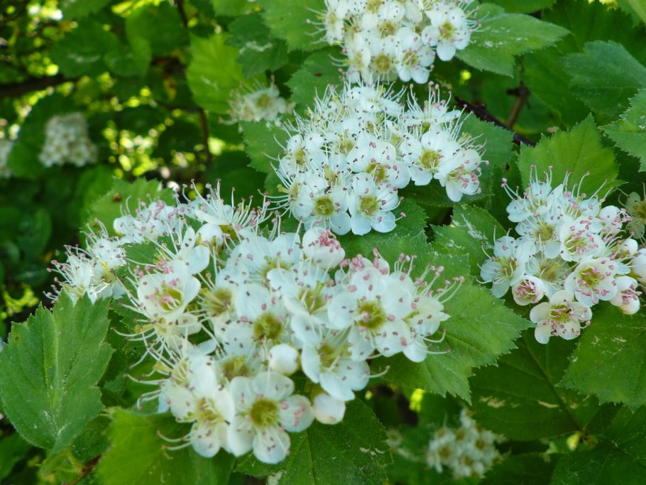 Боярышник перистонадрезанный