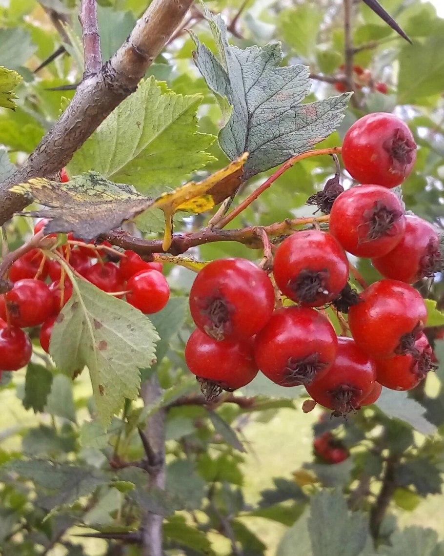 Боярышник Дугласа Crataegus douglasii
