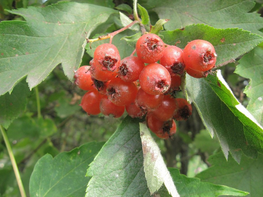 Боярышник Сибирский Crataegus sanguinea