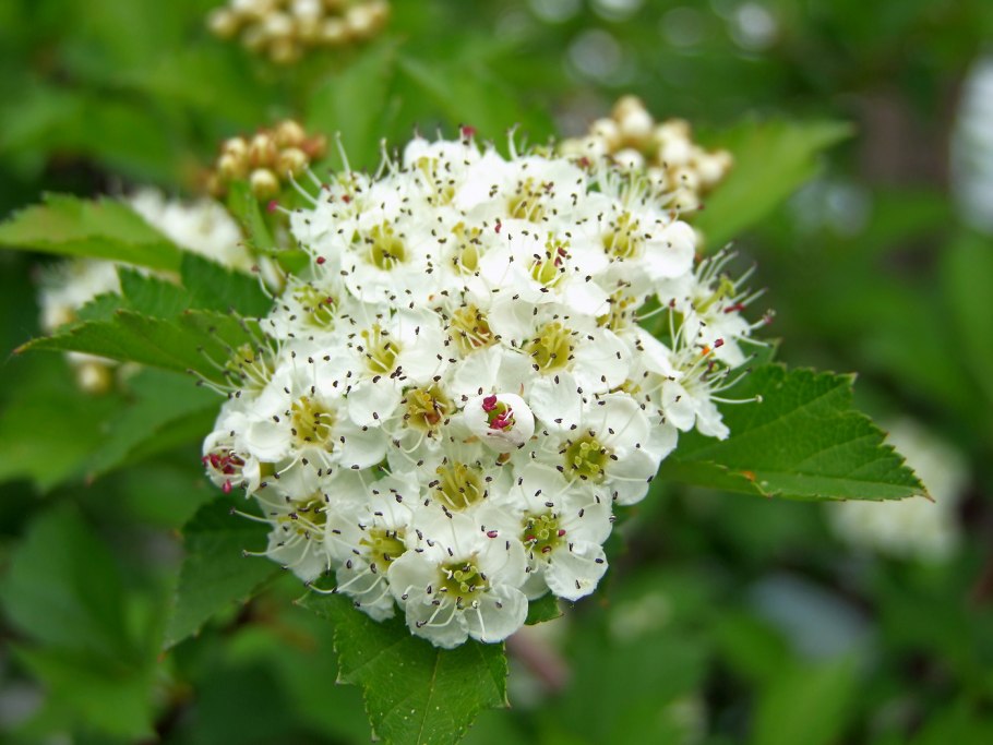 Боярышник Максимовича (Crataegus maximowiczii)