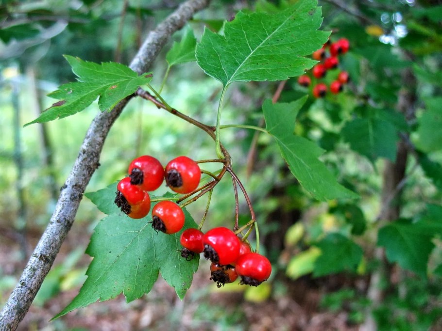 Боярышник сибирский crataegus sanguinea