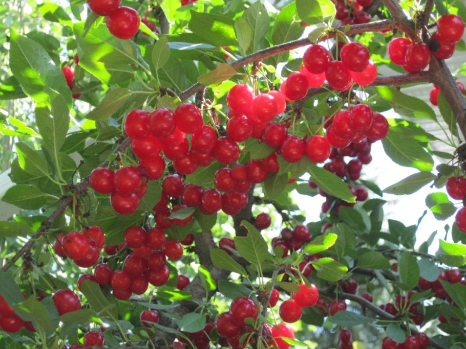 Мальпигия барбадосская вишня